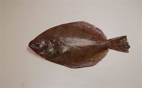 Southern Flounder - Galveston Island Nature Tourism Council