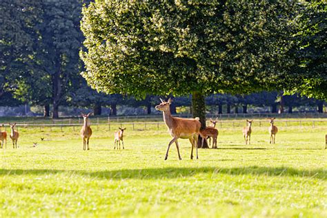 40+ Hangul Deer Stock Photos, Pictures & Royalty-Free Images - iStock