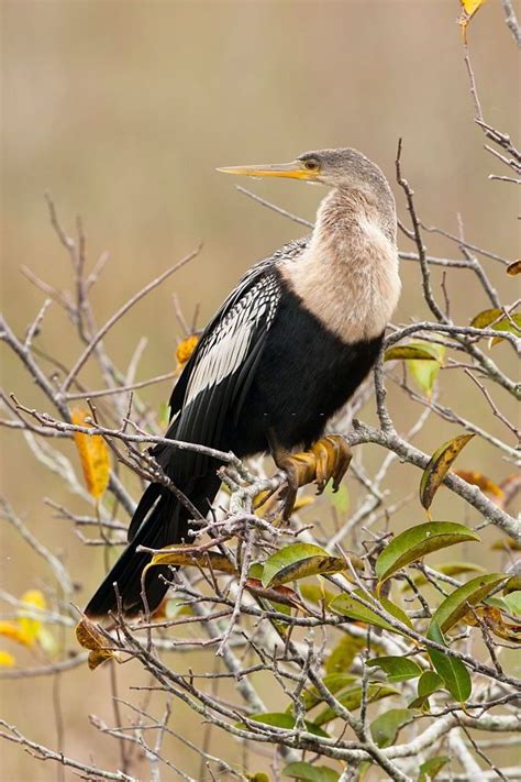 Everglades National Park 17 in 2020 | Everglades national park, Nature birds, National parks