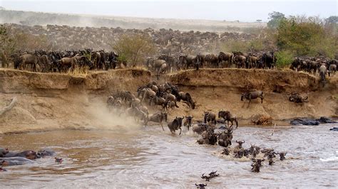 Masai Mara National Reserve Kenya — Africa gorilla safari holidays