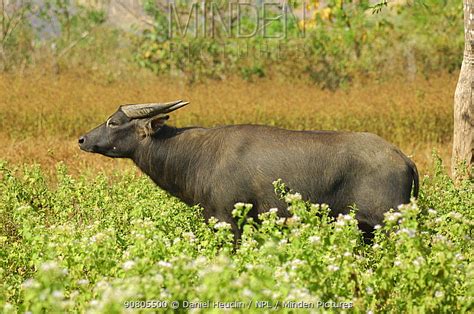 stock photo - Minden Pictures