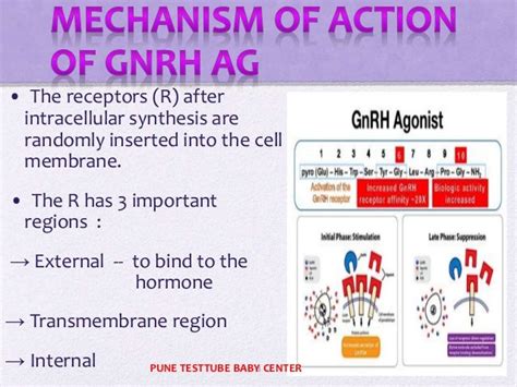 GnRH Agonist vs GnRH Antagonist what to choose?