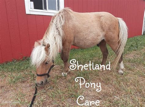 Shetland Pony Care in 2021 | Shetland pony, Shetland pony care, Pony care