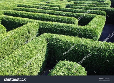 Labyrinth Inner Ear Meander Maze Stock Photo 171677543 | Shutterstock