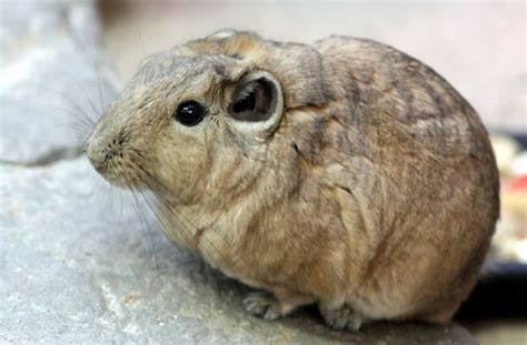 Gotta Get a Gundi | Featured Creature