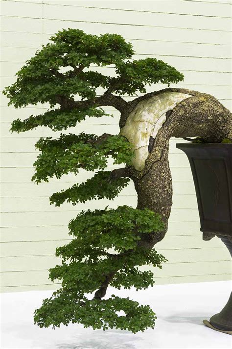 How to Trim and Shape a Cascade-Style Bonsai