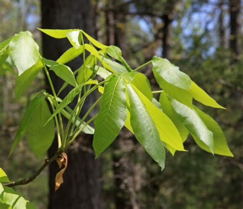 12+ Types Of Hickory Trees: Leaves, Bark, and Nuts - Identification Guide