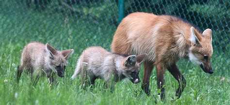 Louisville Zoo Announces Naming Contest for Two New Maned Wolf Pups | Louisville Zoo