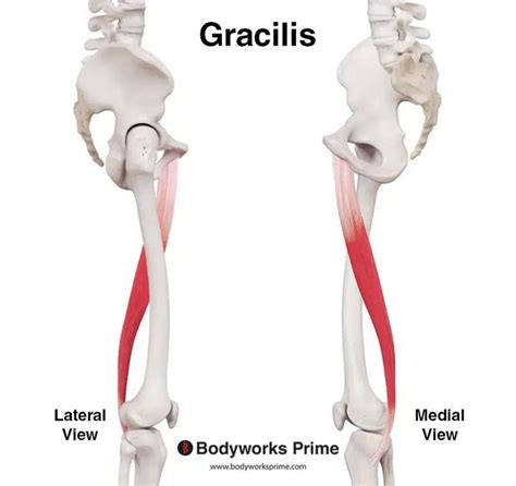 Gracilis Muscle Anatomy - Bodyworks Prime in 2024 | Muscle anatomy ...