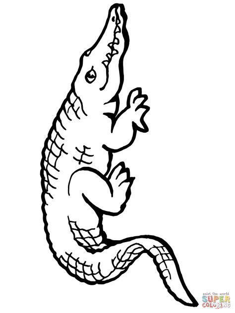 Hudtopics: American Alligator Coloring Pages