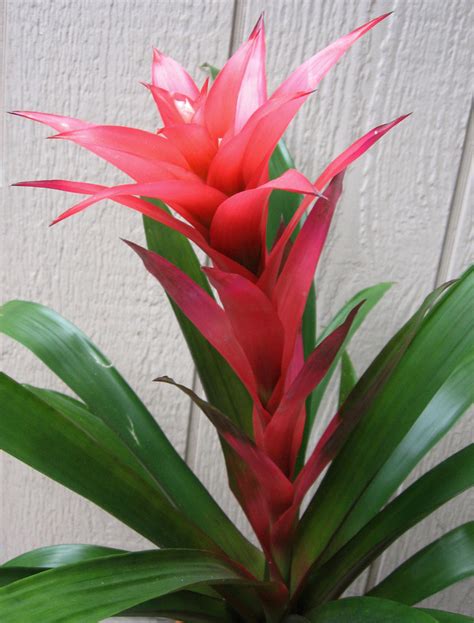 Bromeliad - Flowers Photo (724967) - Fanpop