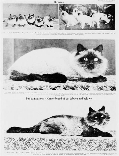 THE BIRMAN CAT – AN EARLY HISTORY