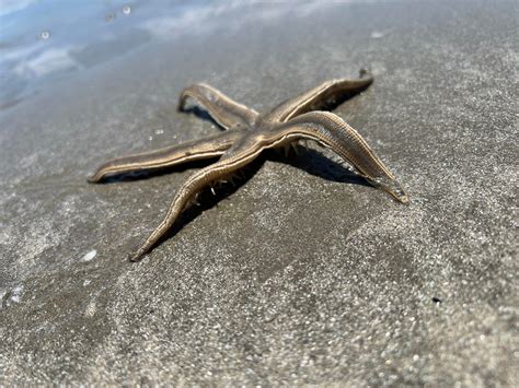 Giant Starfish