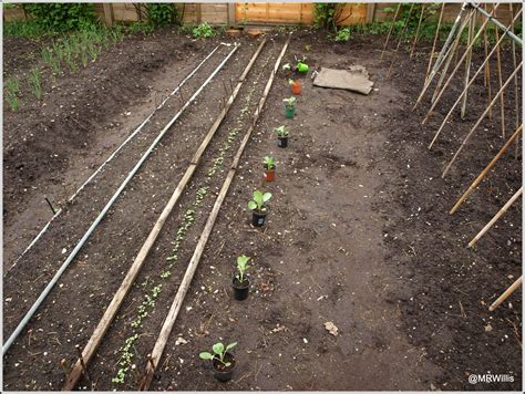 Mark's Veg Plot: Planting cabbages