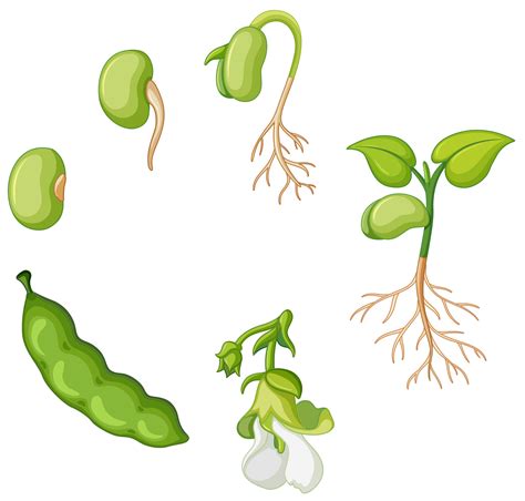 Life cycle of green bean 434080 Vector Art at Vecteezy