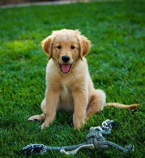 Pictures Of Golden Retrievers - Golden Retriever Photo Gallery