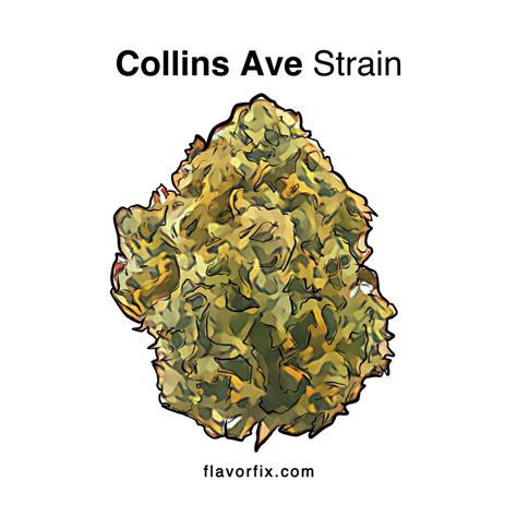 Collins Ave Strain | Information & Reviews | Flavor Fix