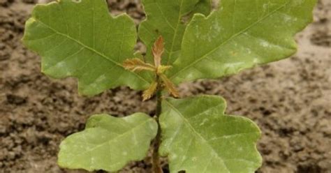 Oak Tree Care: Planting Oak Tree Seedlings And Acorns In The Landscape ...