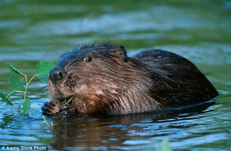 Do you know what you are eating? Ingredients from human hair and beavers' scent sacs used in ...