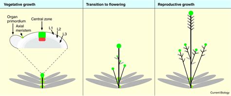 Plant meristems: A ménage à trois to end it all: Current Biology