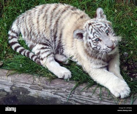 Cute White Tiger Baby Stock Photo - Alamy