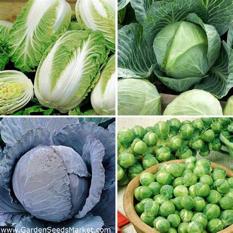 Cabbage - seeds of four varieties – Garden Seeds Market | Free shipping