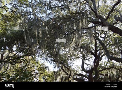 savannah georgia spanish moss Stock Photo - Alamy