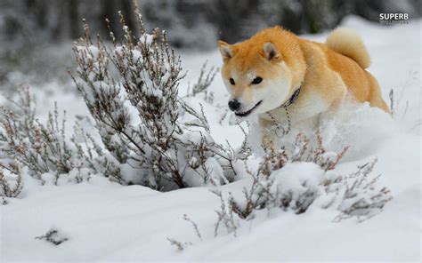 Shiba Inu Wallpapers - Wallpaper Cave