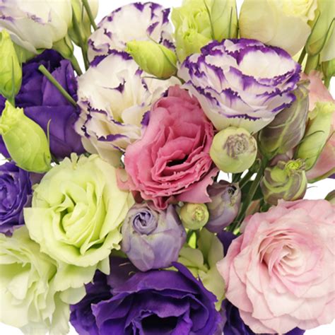 Wholesale Various Lisianthus Flower Colors | FiftyFlowers