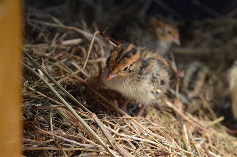 Baby Quail | BackYard Chickens - Learn How to Raise Chickens