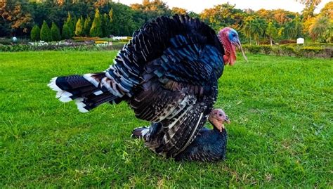 Why Do Turkeys Gobble? 3 Reasons for This Behavior | Animal World