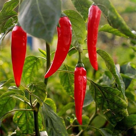 Seeds for Aji Crystal Hot Pepper | Capsicum baccatum | Amkha Seed