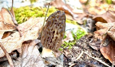 Morel Season: When Do They Grow? - MushroomStalkers