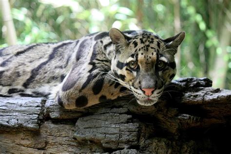 Clouded Leopard Photography • Image Album