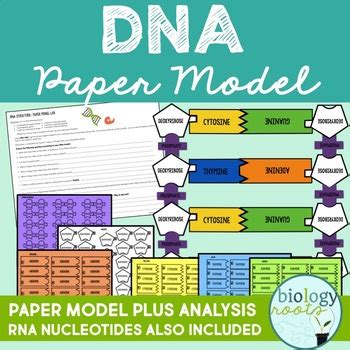 DNA Structure Lab- Paper Model by Biology Roots | TpT