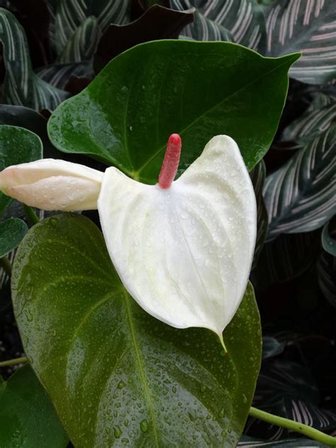 Anthurium White Heart Plant in 2x2x7″ pot – Kens Philodendrons