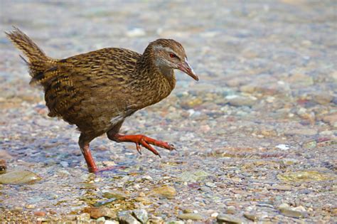 Weka Endemic Bird Of New Zealand Stock Photo - Download Image Now - iStock