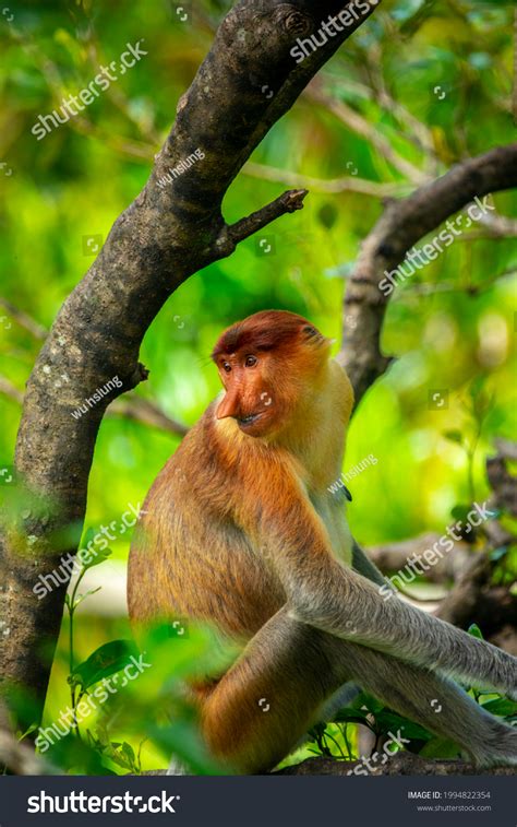 Proboscis Monkey Conservation Animal That Foraging Stock Photo ...