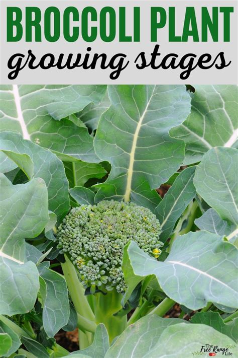 Broccoli Plant Growing Stages (with Pictures!)