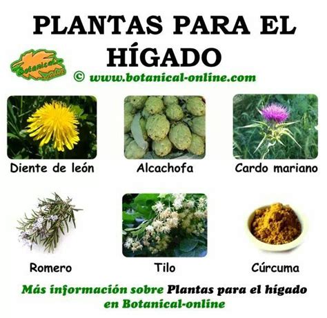 6 plantas saludables para el hígado | Infografías y Remedios