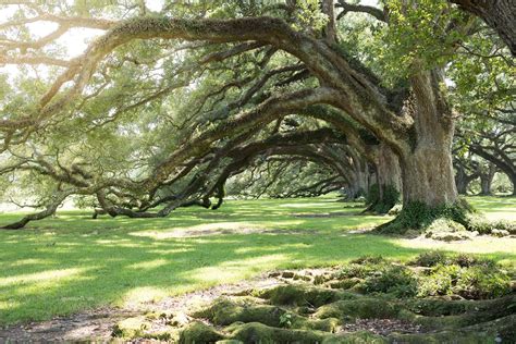 15 Best Collection of Live Oak Tree Wall Art