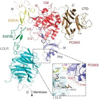 Crystal structure of PCSK9-LDLR structure. 9 | Download Scientific Diagram