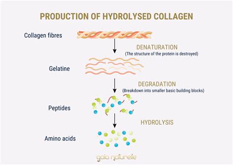 Hydrolyzed collagen - everything you need to know - Gaia Naturelle