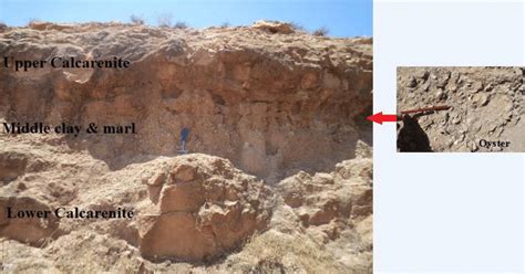 Typical section of the calcarenite with high concentration of Oyster in... | Download Scientific ...