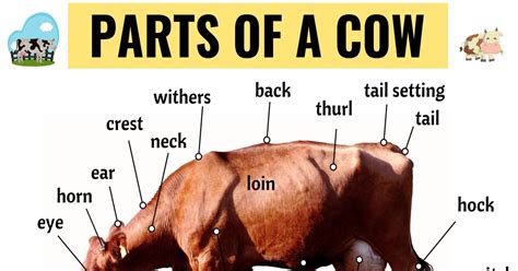 Cow Anatomy: Different Parts of a Cow with ESL Picture! - ESL Forums