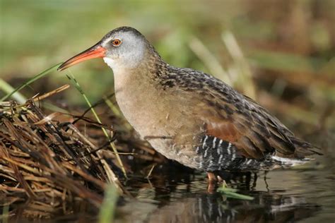 Aprende Todo Sobre Rallidae, Una Familia De Aves Aprende Todo Sobre Rallidae, Una Familia De Aves