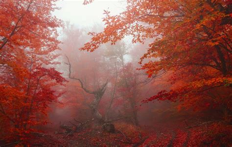 Red Forest Trees In Autumn Wallpapers - Wallpaper Cave