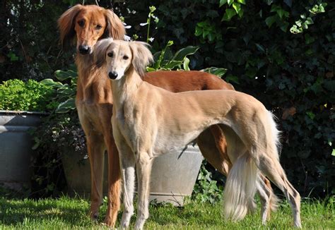 Elegant Salukis | Saluki dogs, Beautiful dog breeds, Most beautiful dog ...