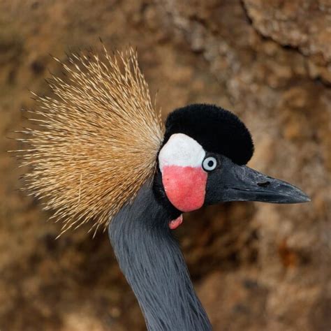 Black Crowned Crane - Facts, Diet, Habitat & Pictures on Animalia.bio