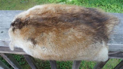 REAL MUSKRAT Muskrat Fur Muskrat Pelt Tanned Pelt Hide - Etsy Canada